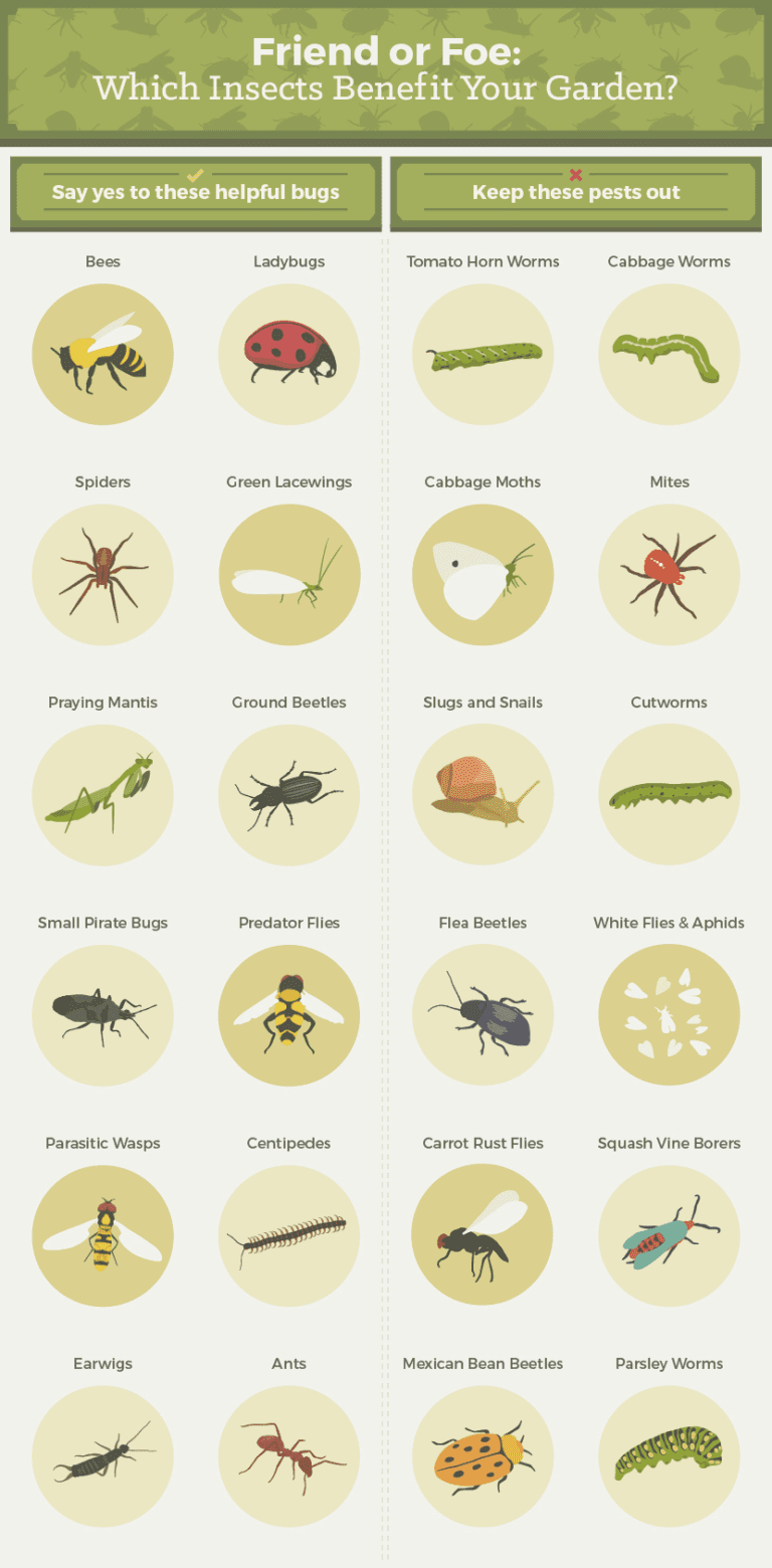 Common Pest Problems and How to Solve Them