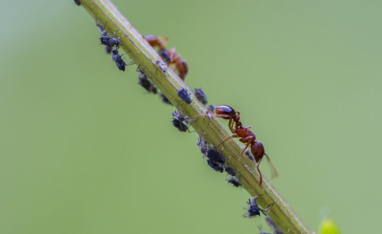 Effective Ways to Eliminate Ant Infestations
