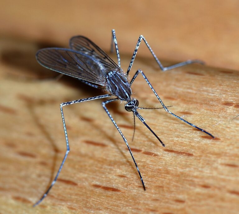 Controlling Mosquitoes Naturally: Tips for a Bug-Free Summer