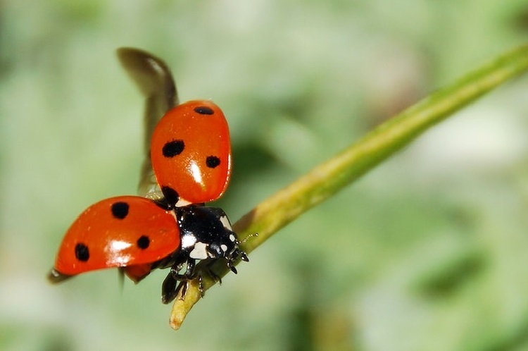 Free ladybug image, public domain animal CC0 photo.