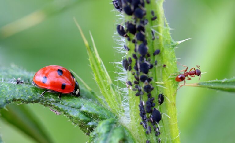 The Power of Nature: Natural Pest Control Remedies That Actually Work