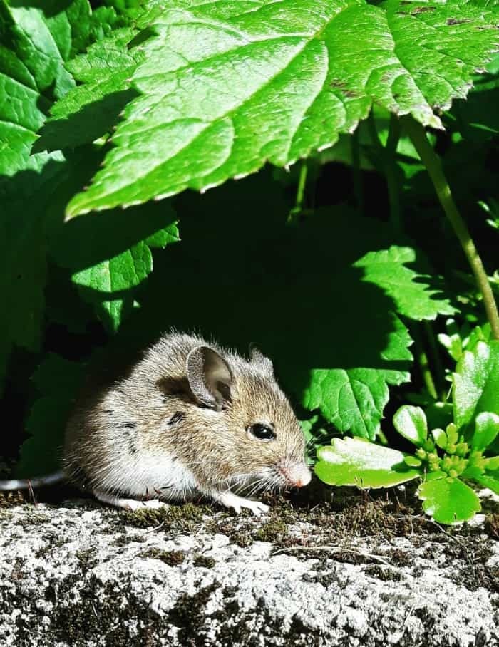 Natural Ways to Deter Mice and Rats from Your Garden