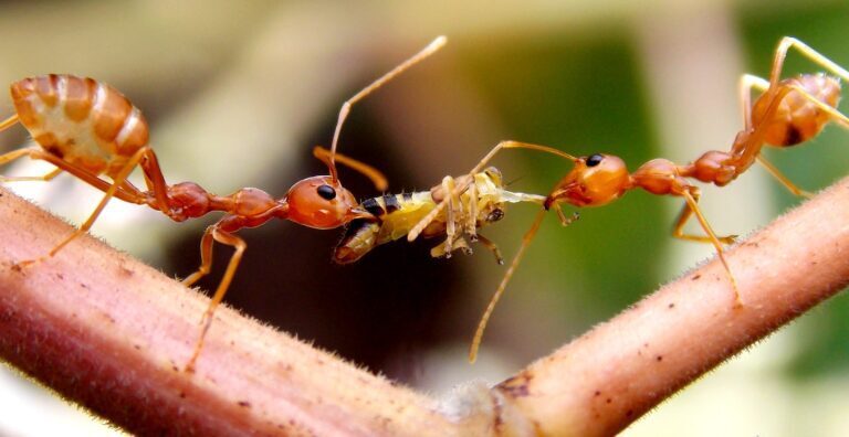 Safe and Natural Solutions for Ant Control