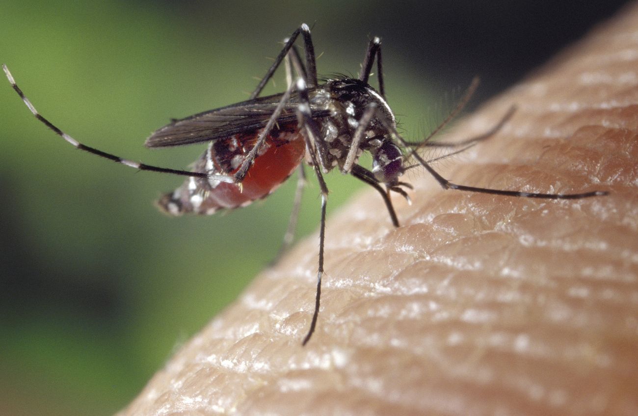 Free mosquito image, public domain animal CC0 photo.