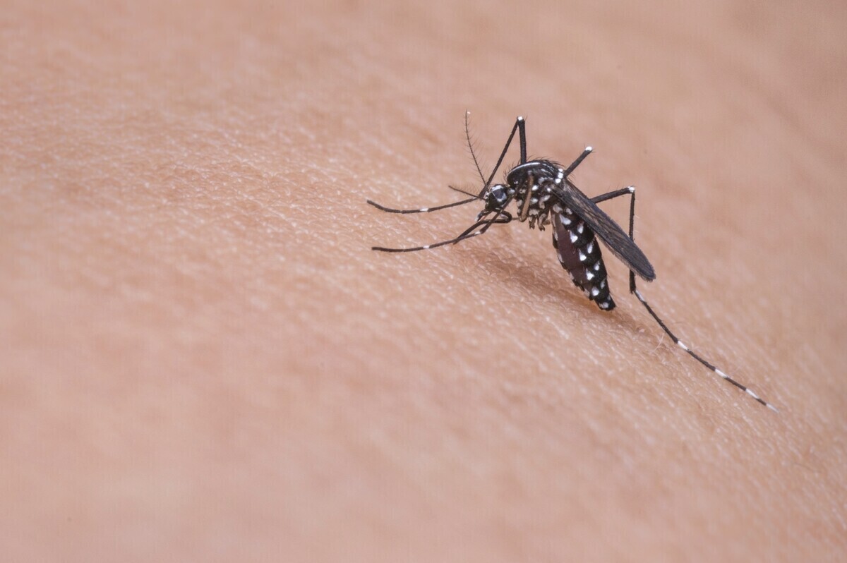 Free close up mosquito on skinimage, public domain animal CC0 photo.