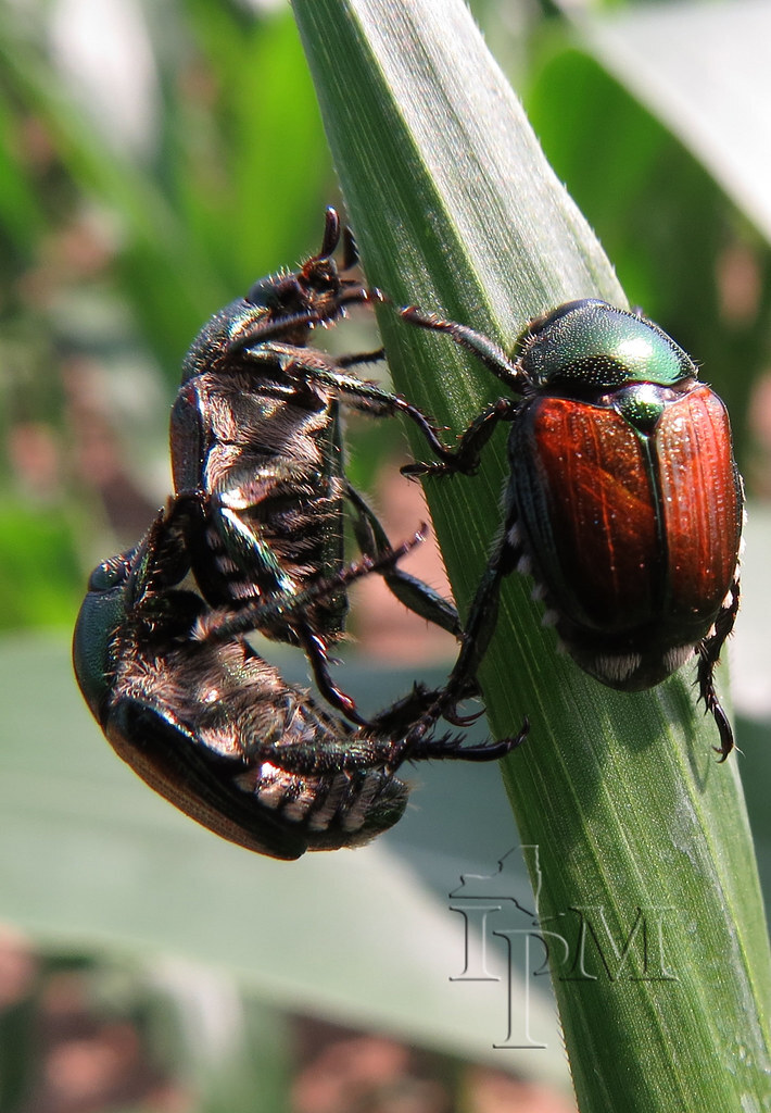 Understanding the Biological Patterns of Seasonal Pests