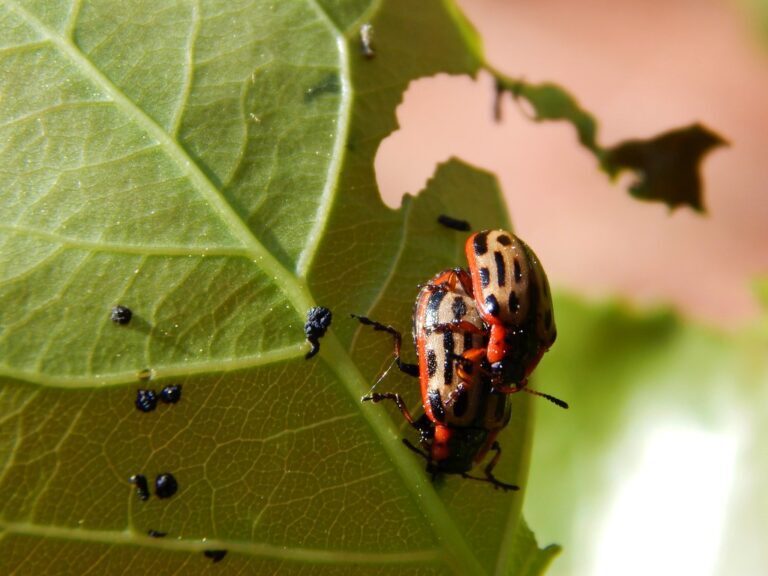 Common Pests to Watch Out for in Each Season
