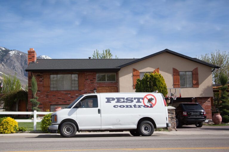 The Best Time to Address Pest Issues: Pest Control Season