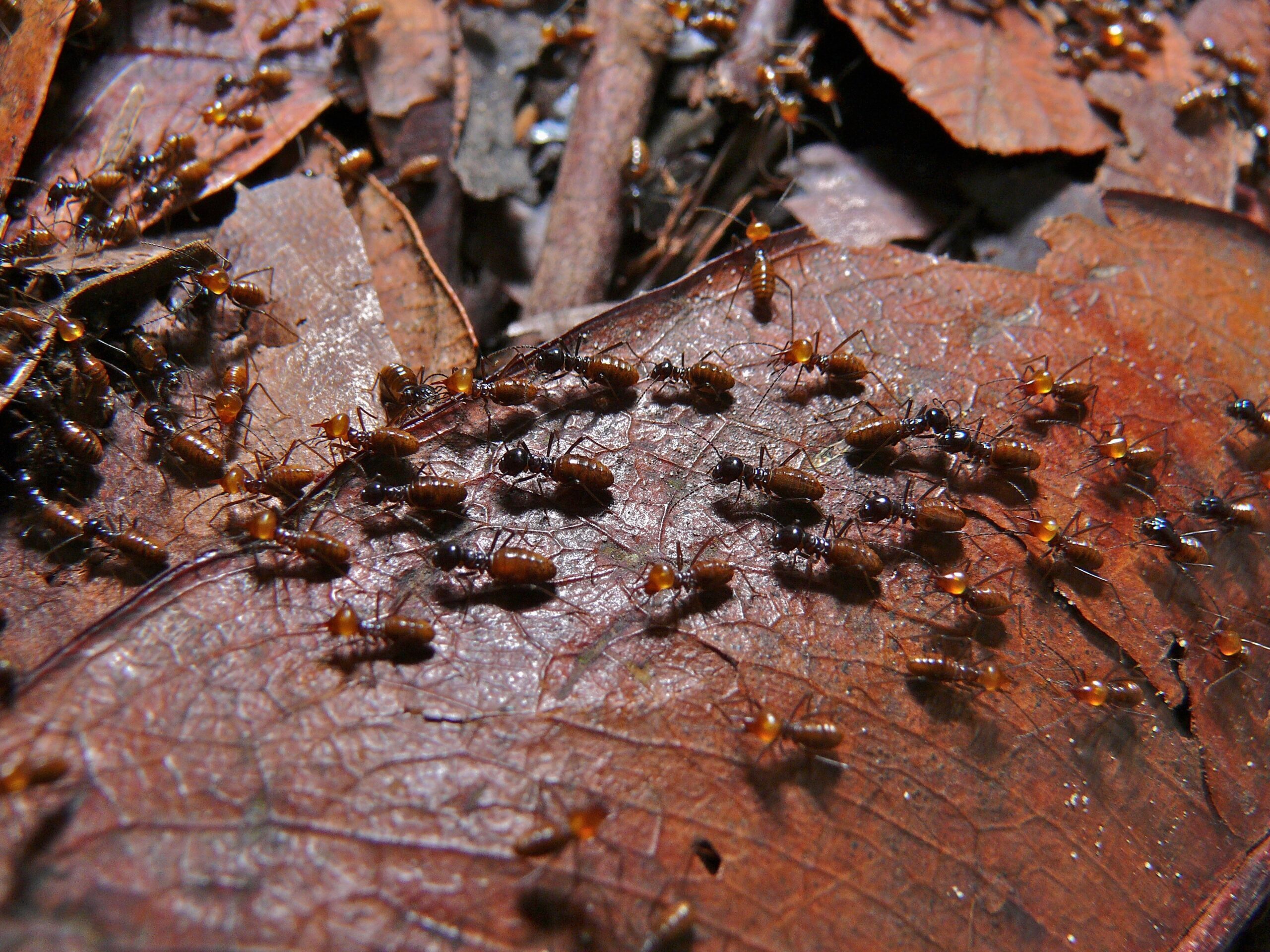 Termites Nasutitermes sp.
