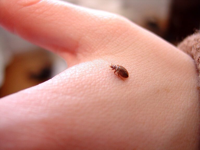 Preventing Bed Bugs in Hotels and Hospitality Industry: Best Practices and Solutions